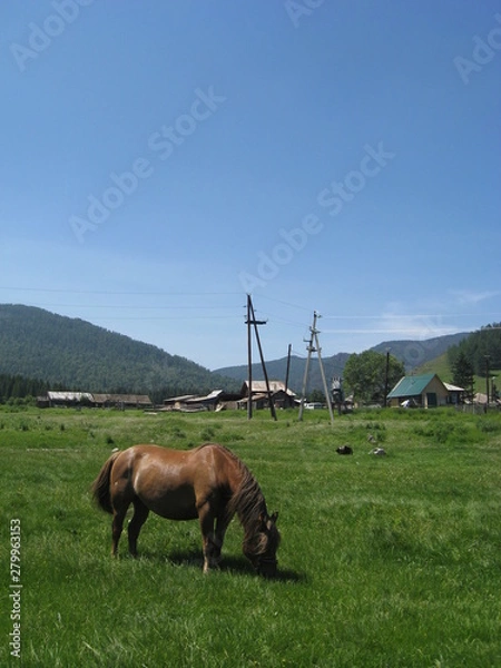 Fototapeta horse grazing in the Alai meadow