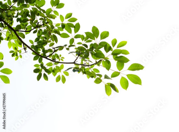 Fototapeta green leaf on white background