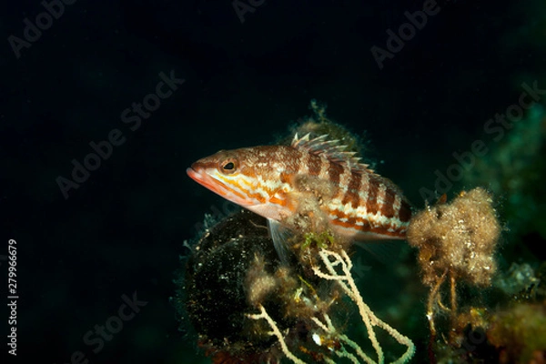 Fototapeta The comber (Serranus cabrilla) is a species of fish in the family Serranidae