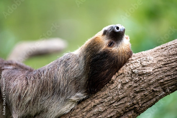 Fototapeta sloth lies on a tree