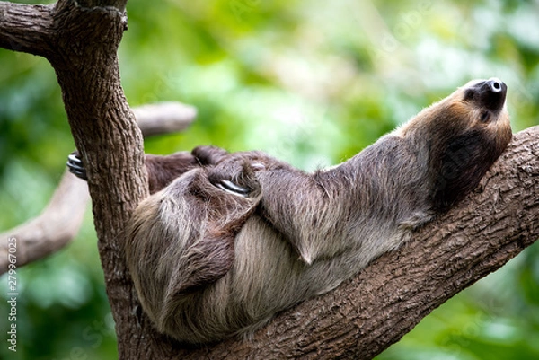 Fototapeta sloth lies on a tree