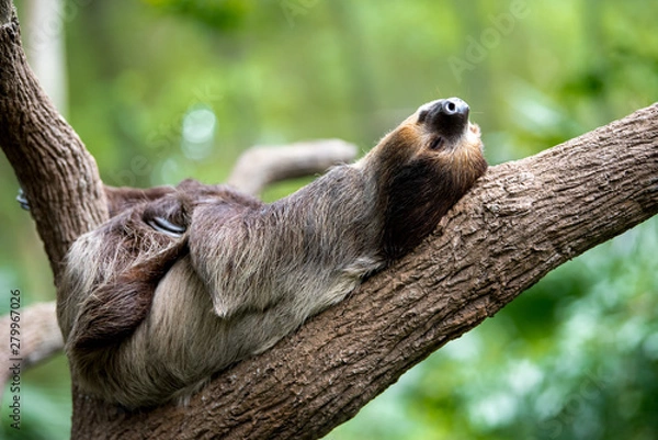 Fototapeta sloth lies on a tree