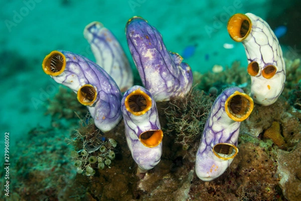 Obraz Sea squirts, tunicates, or ascidians living on the reef