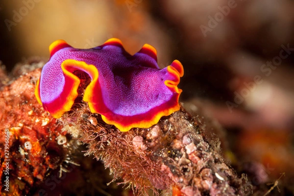 Fototapeta Pseudoceros ferrugineus, the Fuchsia flatworm, is a marine flatworm species that belongs to the Pseudocerotidae family