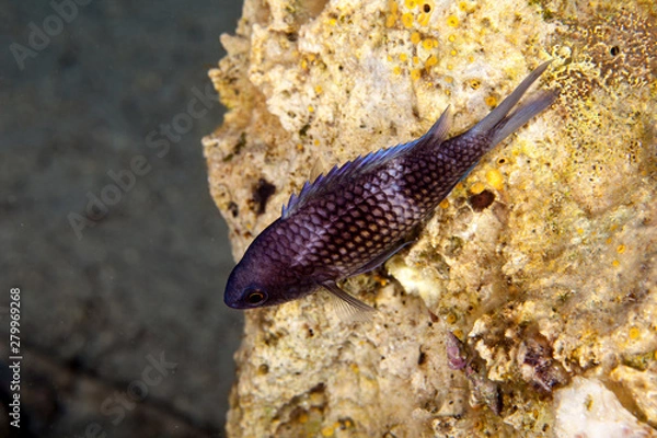 Obraz the damselfish or Mediterranean chromis, Chromis chromis