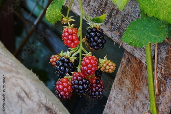 Fototapeta Brombeeren