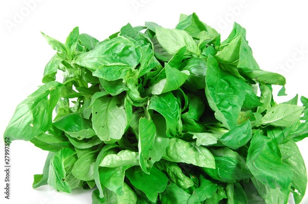 Obraz Basil leaves