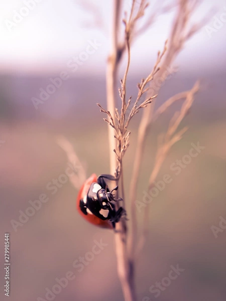 Obraz Ladybug sitting on a dried branch