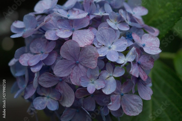 Obraz あじさい、花