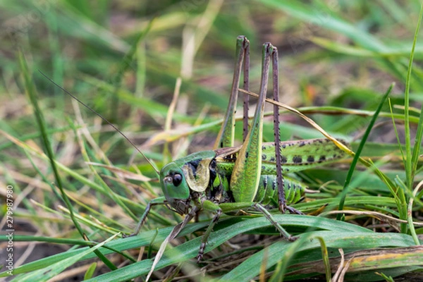 Obraz Green grasshopper sitting on a green leaf