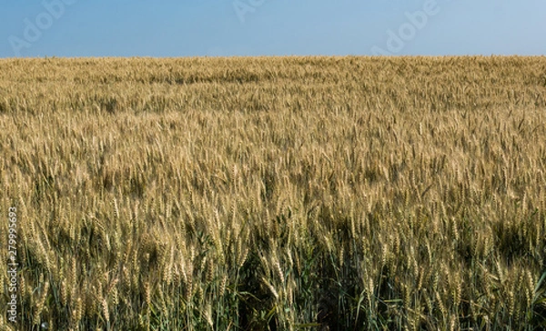 Fototapeta Wheat fields. Wheat ripens.