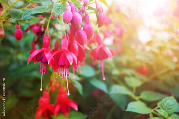 Fototapeta Many beautiful flowers with a blurred background and a sun flare.