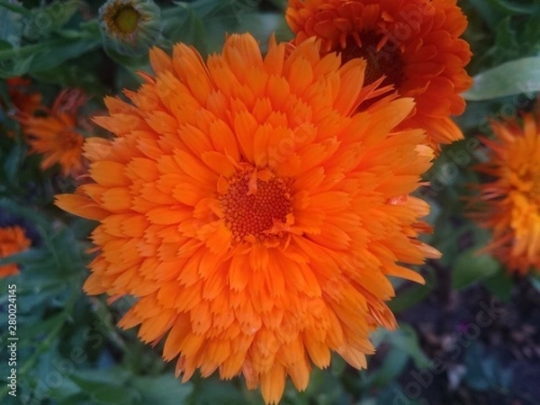 Obraz orange flowers on black background