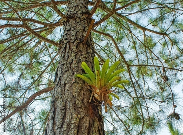 Obraz Bromélia na árvore
