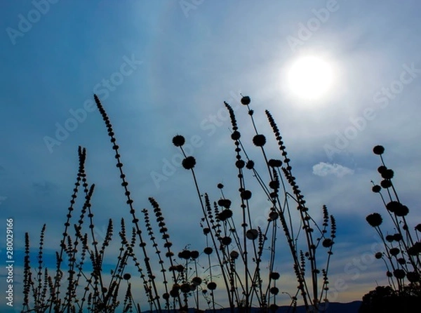 Obraz Detalhes do campo