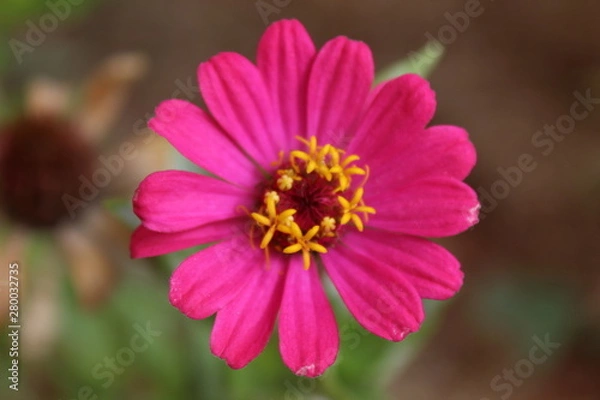 Obraz Flor do campo 6