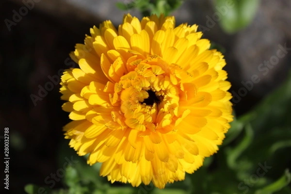 Obraz Flor do campo 3