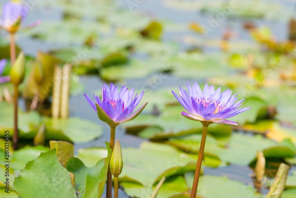 Fototapeta Water lily,Lotus or Waterlily flower in pool