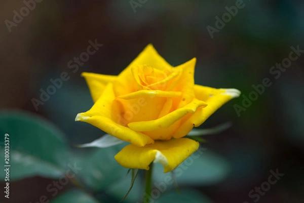 Fototapeta Yellow rose in garden