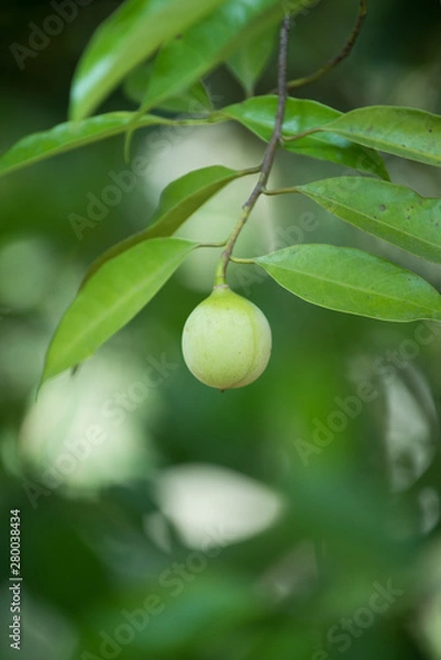 Fototapeta Jaiphal Nutmeg In The Plant