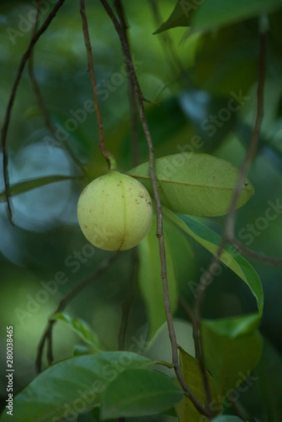 Fototapeta Jaiphal Nutmeg In The Plant
