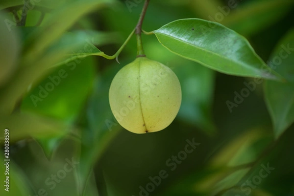 Fototapeta Jaiphal Nutmeg In The Plant
