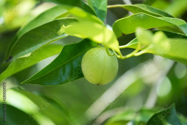 Fototapeta Jaiphal Nutmeg In The Plant
