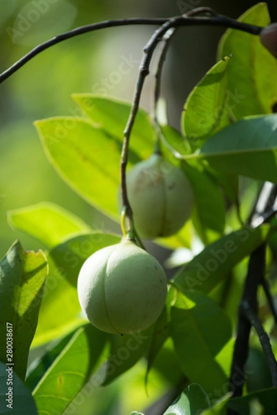 Fototapeta Jaiphal Nutmeg In The Plant