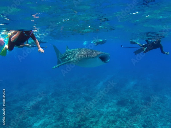 Obraz Walhai mit Schnorchlern