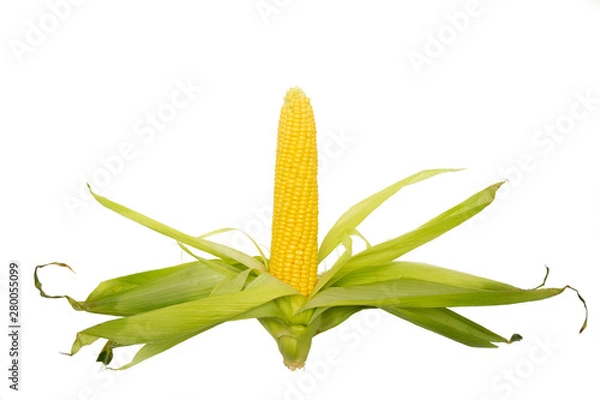 Fototapeta an ear of sweet corn with green leaves, loose in different directions