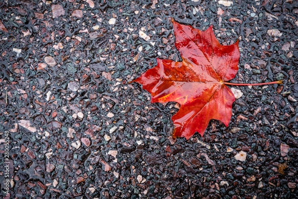 Obraz red maple leaf on asphalt