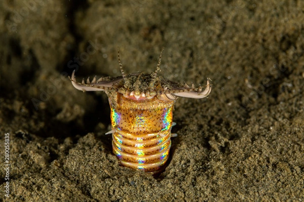 Obraz Bobbit(t) worm or sand striker) is an aquatic predatory polychaete worm dwelling at the ocean floor, Eunice aphroditois