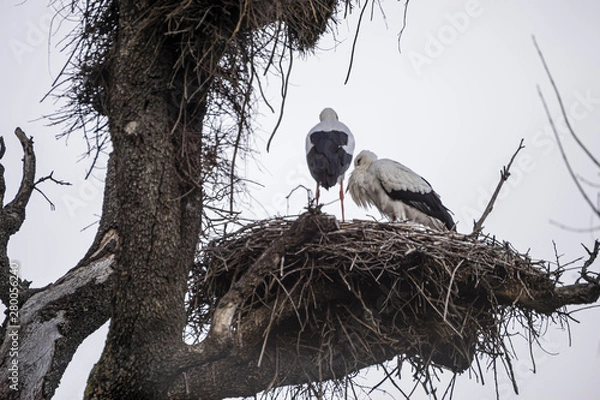 Fototapeta Spring, huge stork nests made with tree branches and hedge leaves and other bushes