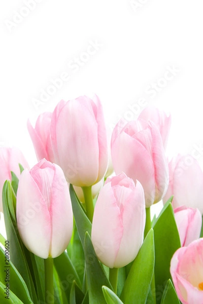 Fototapeta bouquet of tulips