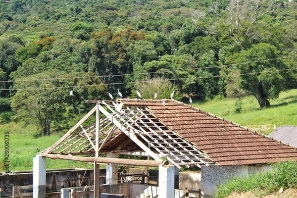 Obraz Repouso das garças