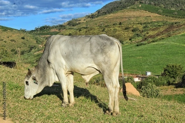 Obraz O Gado no pasto
