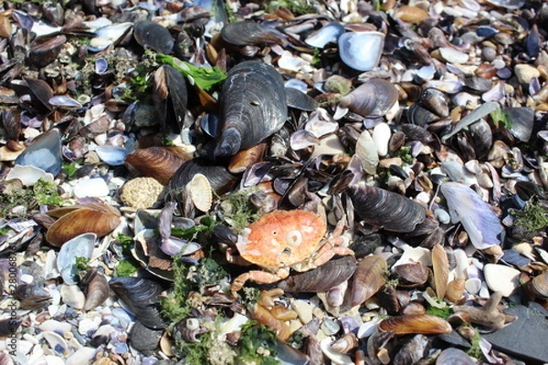 Fototapeta sea shells on the beach