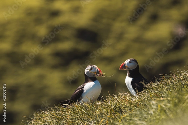 Fototapeta pair of puffins on the mykines Island at Faroe Islands cuddling together