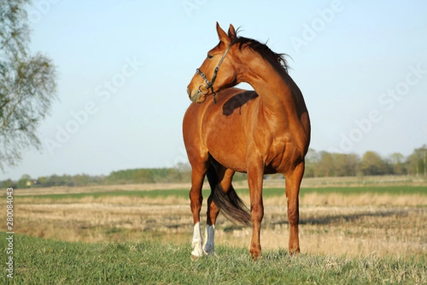 Fototapeta Chestnut horse standing on a pasture in summer an looking back.