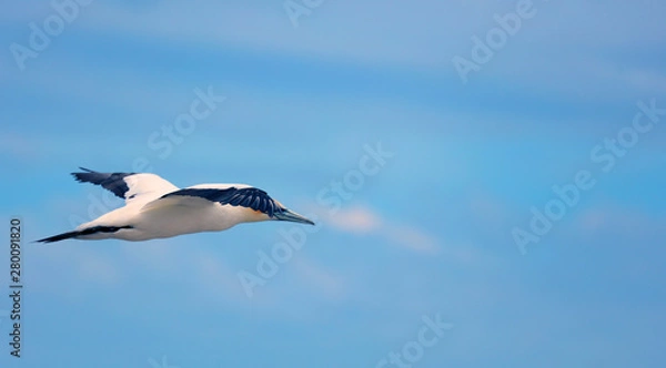 Fototapeta Tölpel in Australien