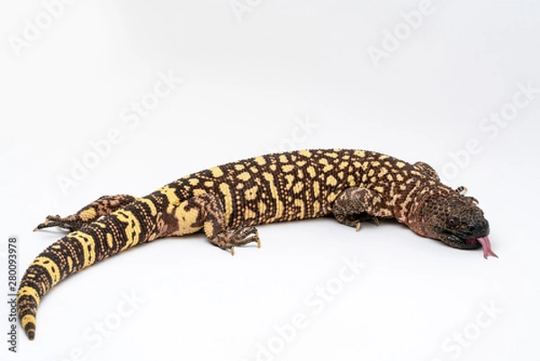 Fototapeta Mexican Beaded Lizard Heloderma horridum on white background.