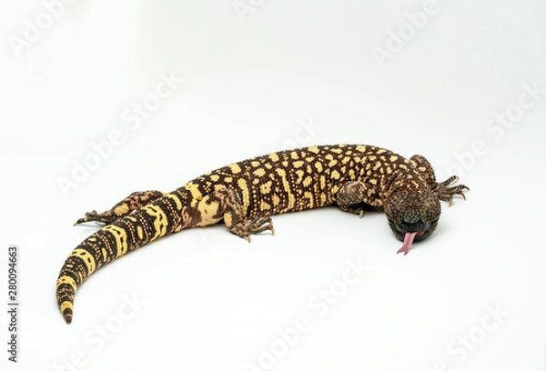 Fototapeta Mexican Beaded Lizard Heloderma horridum on white background.