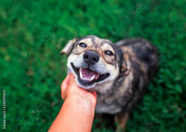 Obraz dog in park