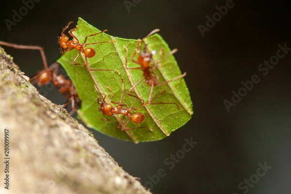Obraz Leaf Cutter Ants