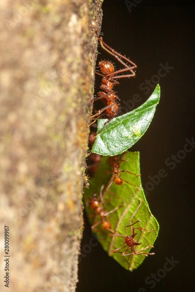 Obraz Leaf Cutter Ants
