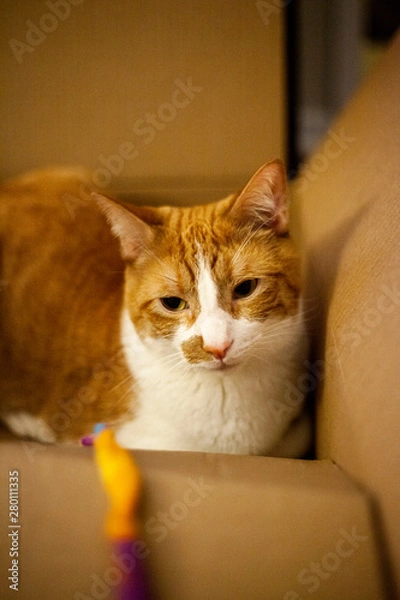 Fototapeta cat sleepy in box