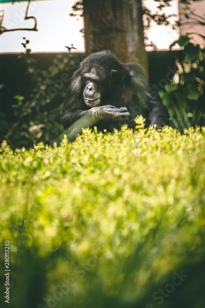 Fototapeta chimpanzee 