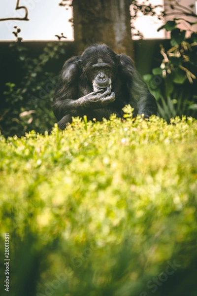 Fototapeta chimpanzee 