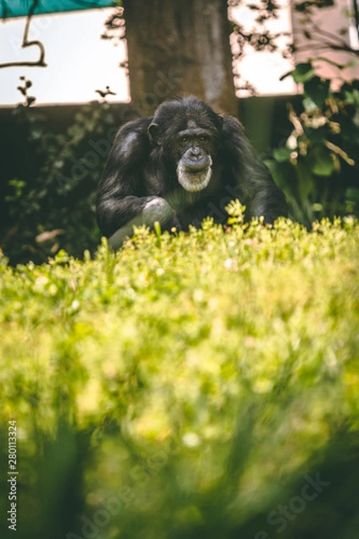 Fototapeta chimpanzee 