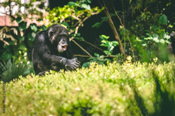 Fototapeta chimpanzee 